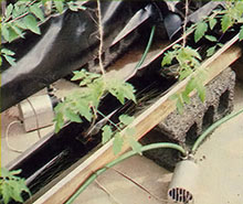 Young tomato plants in plastic-lined gutters.